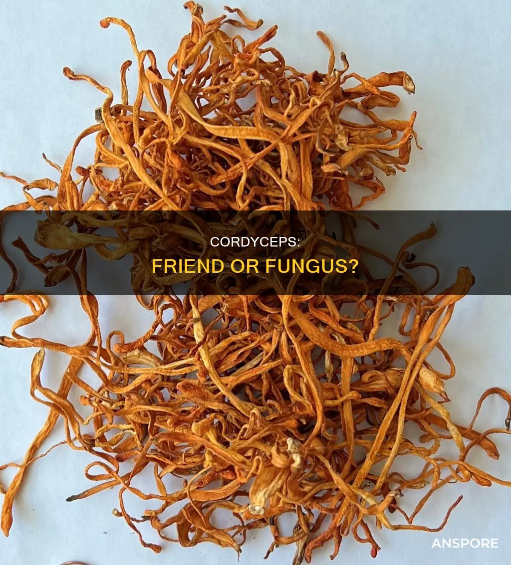 are cordyceps a mushroom