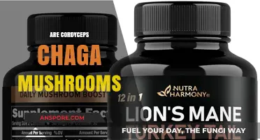 Cordyceps, Chaga Mushrooms: A Superfood Combo?
