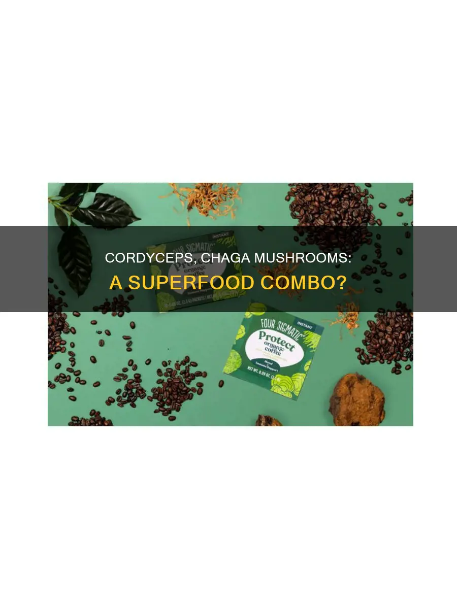 are cordyceps chaga mushrooms
