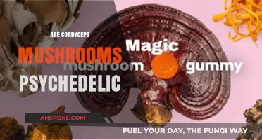 Cordyceps Mushrooms: Psychedelic or Not?