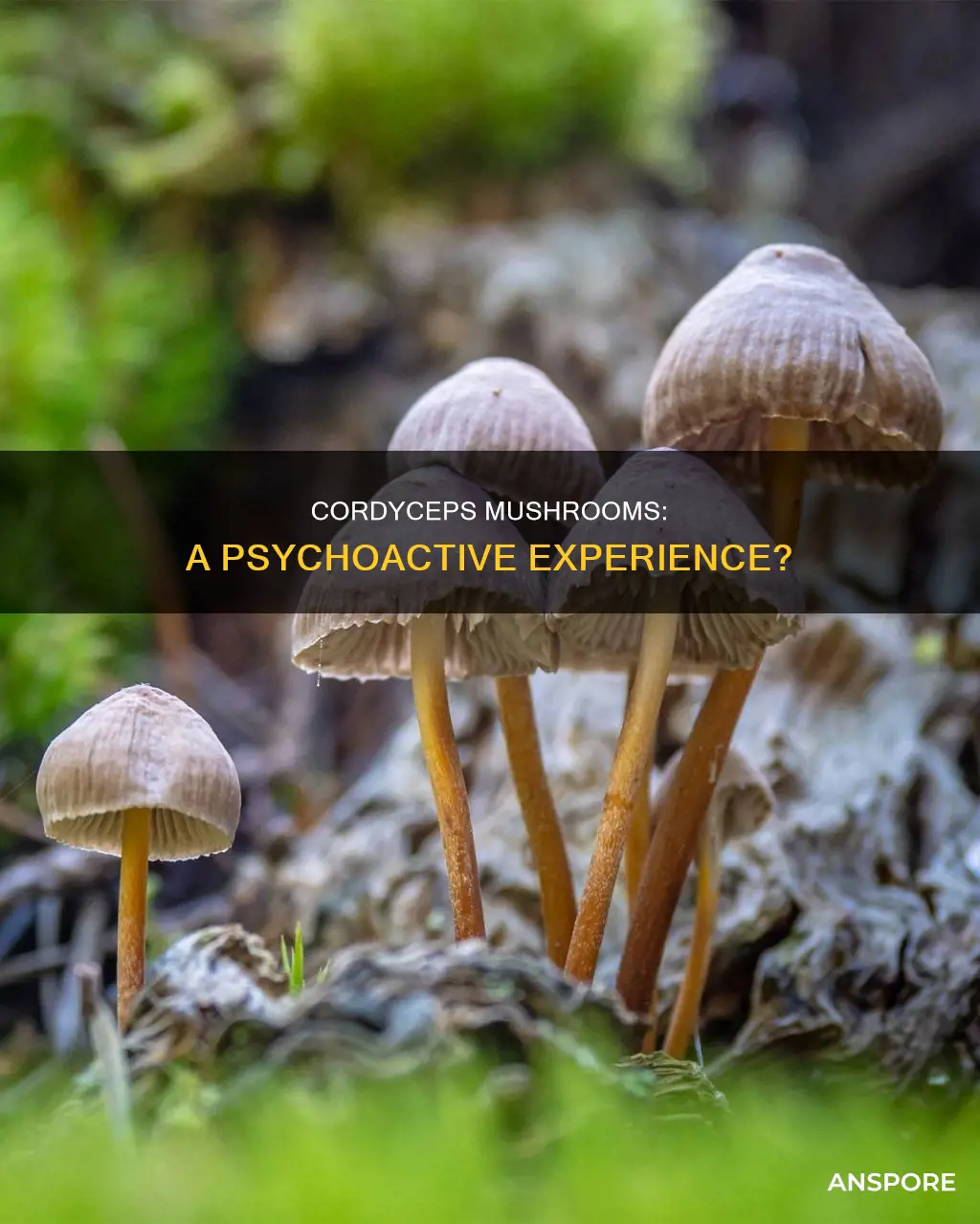 are cordyceps mushrooms psychoactive