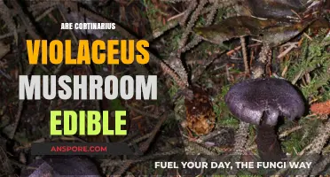 Is Cortinarius Violaceus Edible? A Guide to Its Safety and Uses