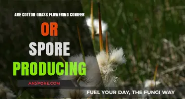 Cotton Grass: Flowering Conifer or Spore Producer? Unraveling the Mystery