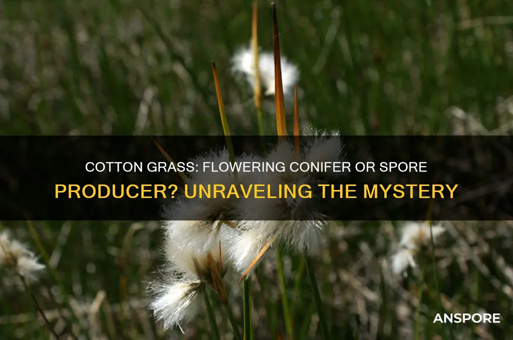 are cotton grass flowering conifer or spore producing
