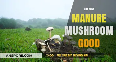 Are Cow Manure Mushrooms Safe and Nutritious to Eat?