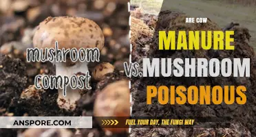 Are Cow Manure Mushrooms Safe to Eat? A Toxicity Guide