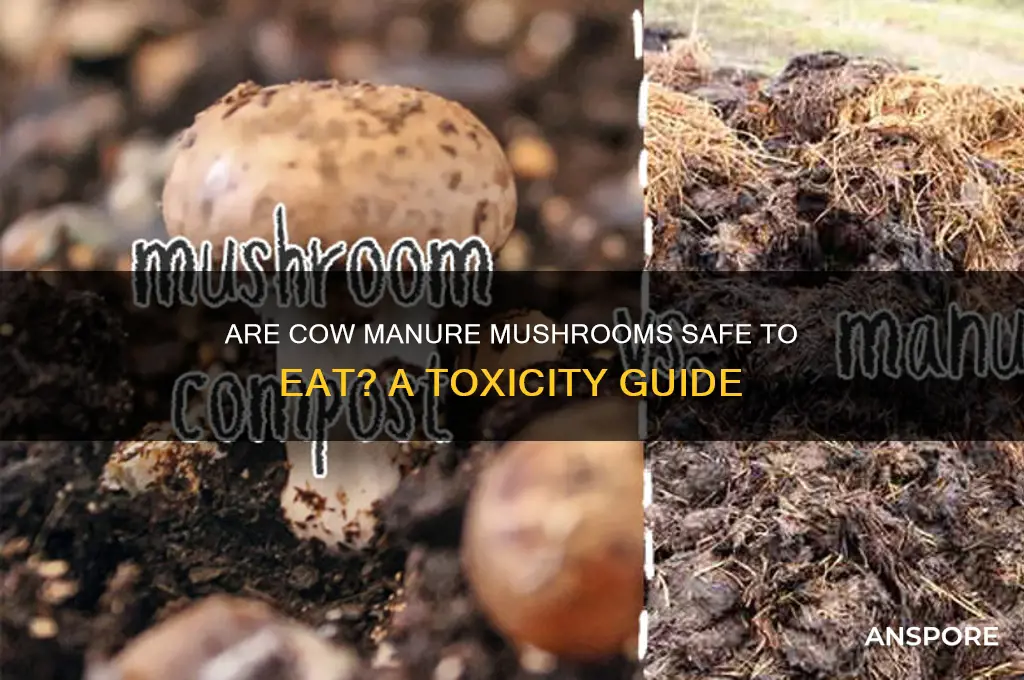 are cow manure mushrooms poisonous