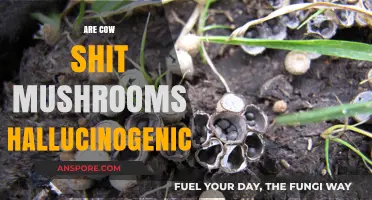 Mushrooms and Cow Dung: A Hallucinogenic Mix?