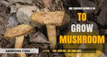 Can Cracked Kernels Successfully Grow Mushrooms? A Cultivation Guide