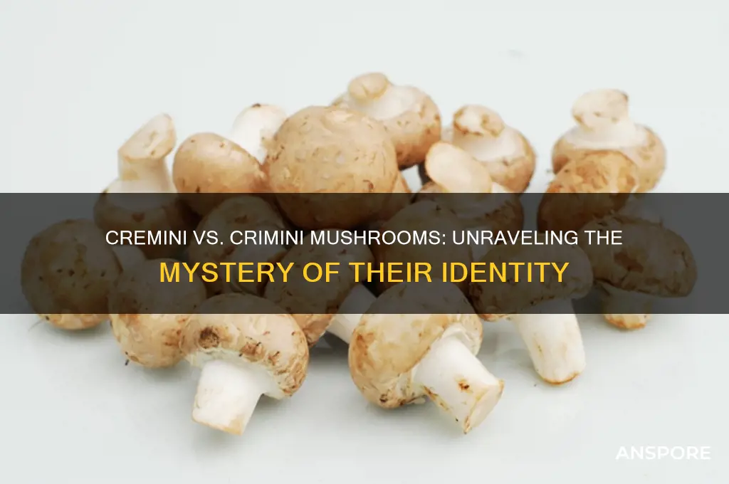 are cremin & crimini mushrooms the same mushroom