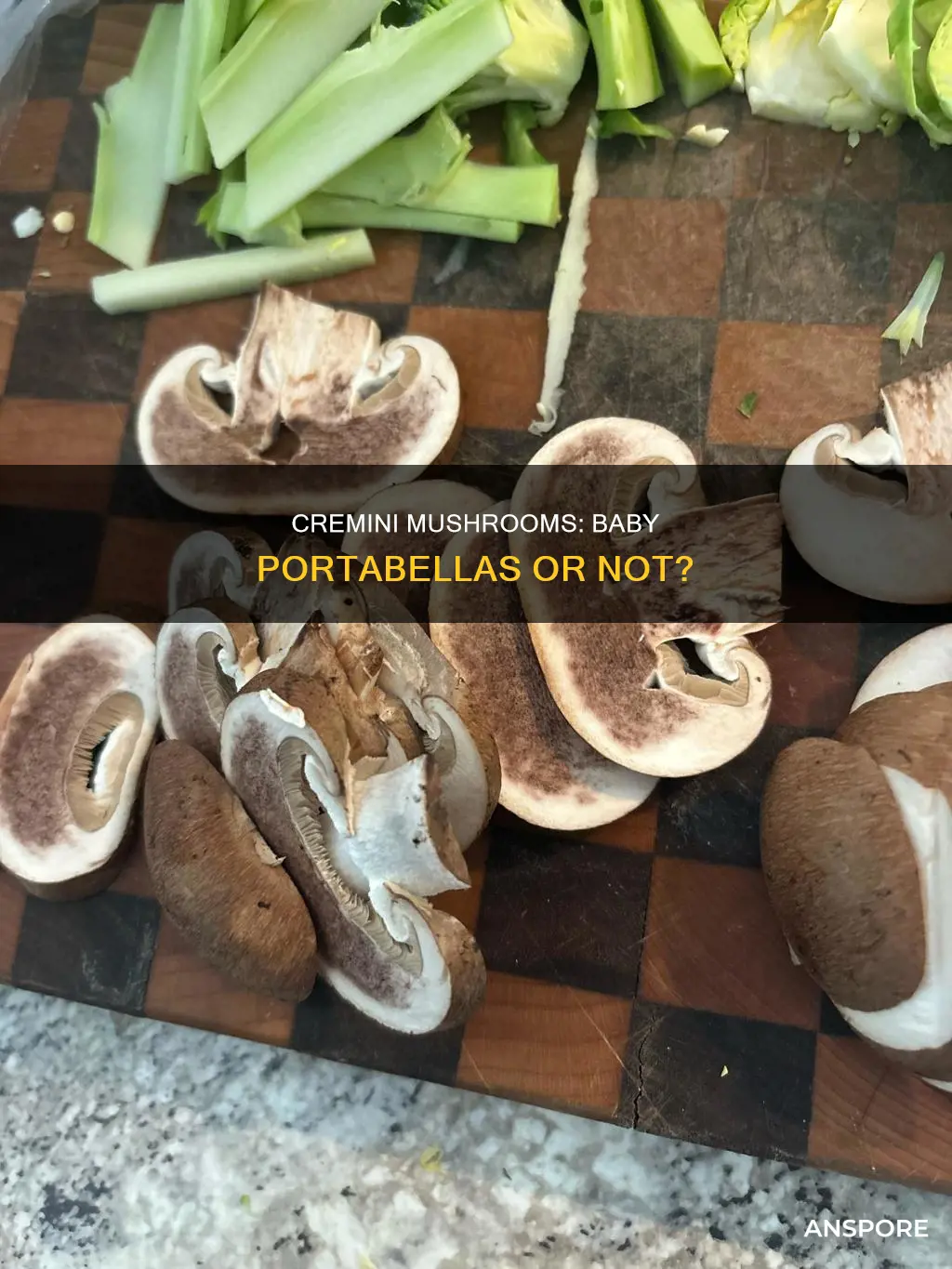 are cremini mushrooms baby portabellas