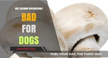 Are Cremini Mushrooms Safe for Dogs? A Vet's Advice