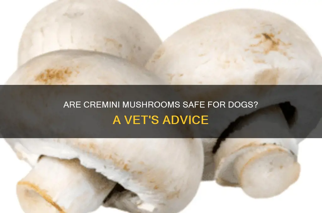 are cremini mushrooms bad for dogs