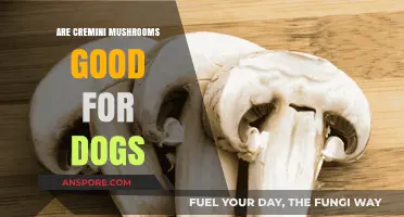 Can Dogs Eat Cremini Mushrooms? Benefits and Safety Tips