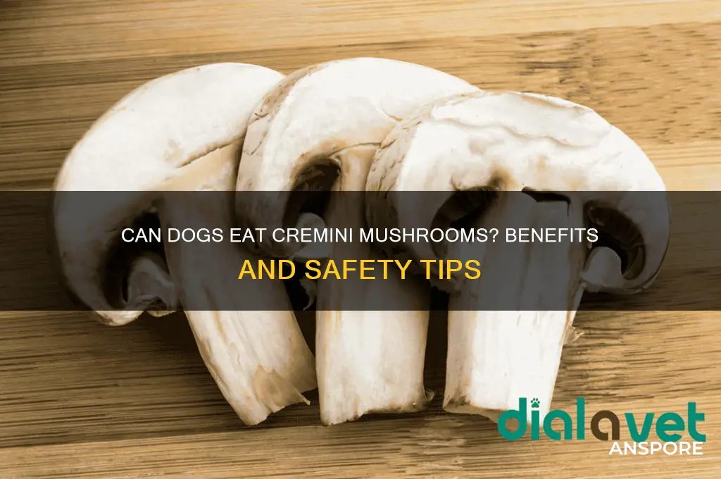 are cremini mushrooms good for dogs