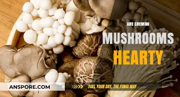 Cremini Mushrooms: Healthy Hearty Superfood?