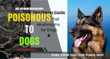 Are Cremini Mushrooms Safe for Dogs? A Pet Owner's Guide