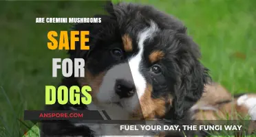 Are Cremini Mushrooms Safe for Dogs? A Pet Owner's Guide