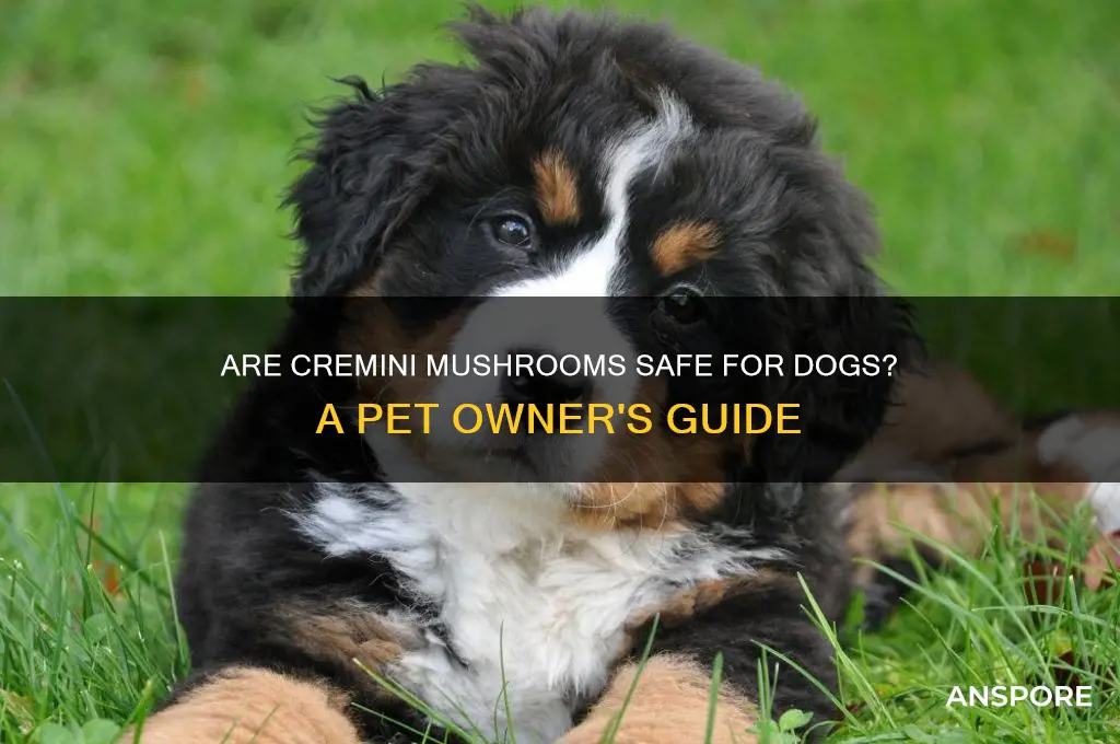 are cremini mushrooms safe for dogs