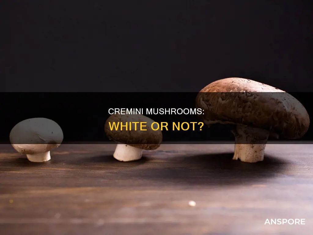 are cremini mushrooms white mushrooms