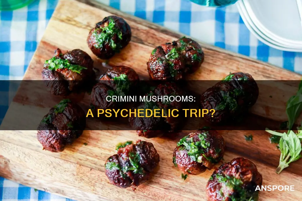 are crimini mushrooms psychedelic