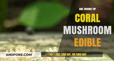 Are Crown Tip Coral Mushrooms Edible? A Forager's Guide
