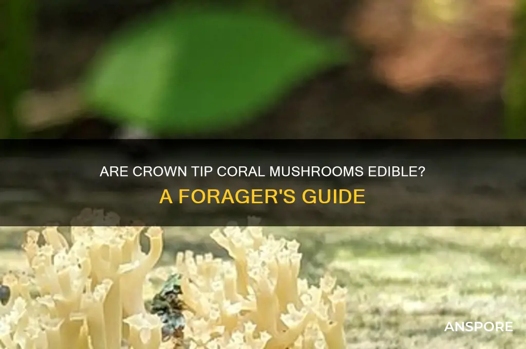 are crown tip coral mushrooms edible