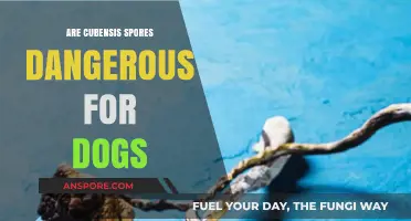 Are Cubensis Spores Harmful to Dogs? A Safety Guide