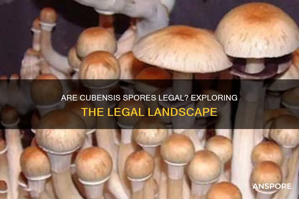 are cubensis spores legal