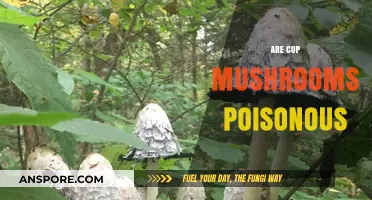 Are Cup Mushrooms Poisonous? A Guide to Safe Identification and Consumption