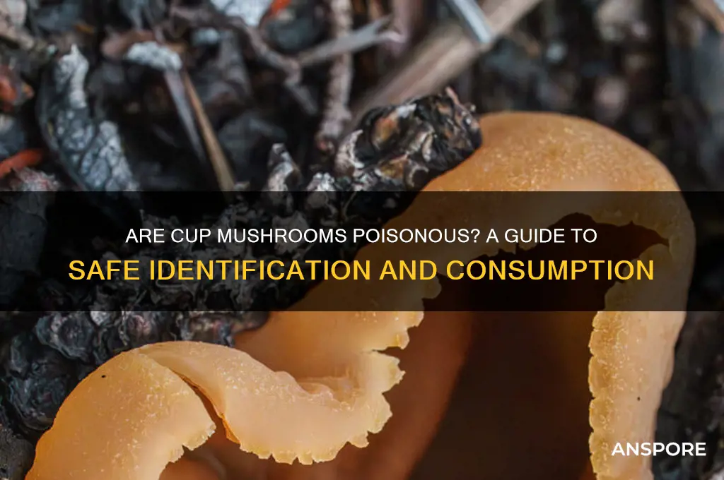 are cup mushrooms poisonous