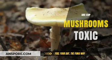 Mushroom Alert: Are Cup Mushrooms Toxic?