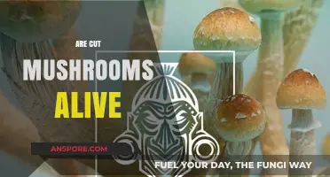 Mushrooms: Are Cut Fungi Still Alive?