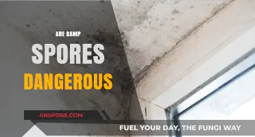 Are Damp Spores Dangerous? Understanding Health Risks and Prevention Tips