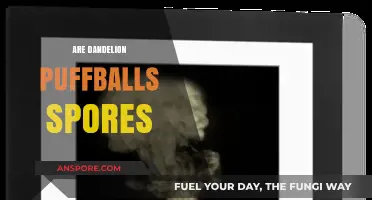Dandelion Puffballs: Unveiling the Truth About Their Spores and Seeds