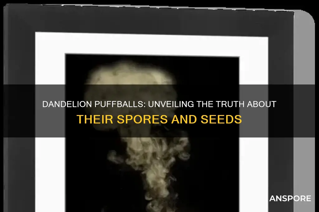 are dandelion puffballs spores