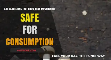 Dandelions Near Mushrooms: Safe to Eat or Risky Harvest?