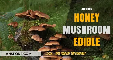 Are Dark Honey Mushrooms Safe to Eat? A Comprehensive Guide