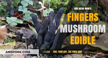 Are Dead Man's Fingers Mushrooms Edible? A Safety Guide