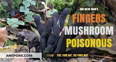 Are Dead Man's Fingers Mushrooms Poisonous? Unveiling the Truth