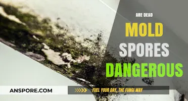 Are Dead Mold Spores Dangerous? Uncovering the Hidden Health Risks