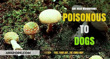 Are Dead Mushrooms Poisonous to Dogs? Risks and Safety Tips