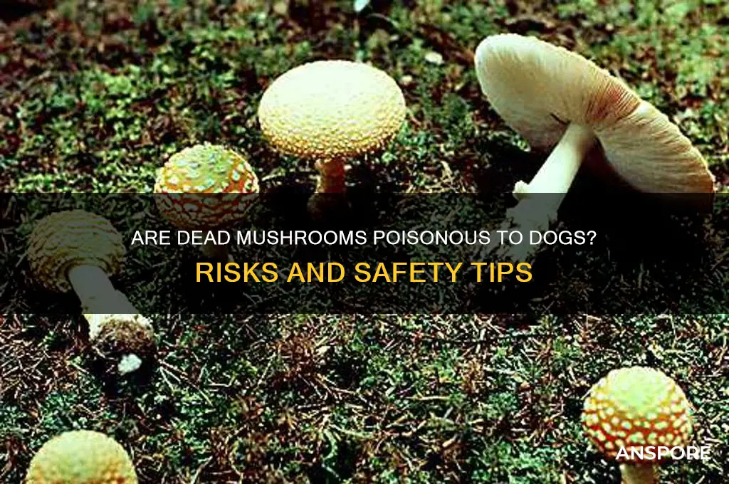 are dead mushrooms poisonous to dogs