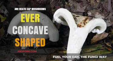 Death Cap Mushrooms: Exploring Their Shape and Concave Characteristics
