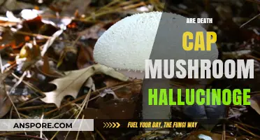 Death Cap Mushrooms: Hallucinogenic or Not?