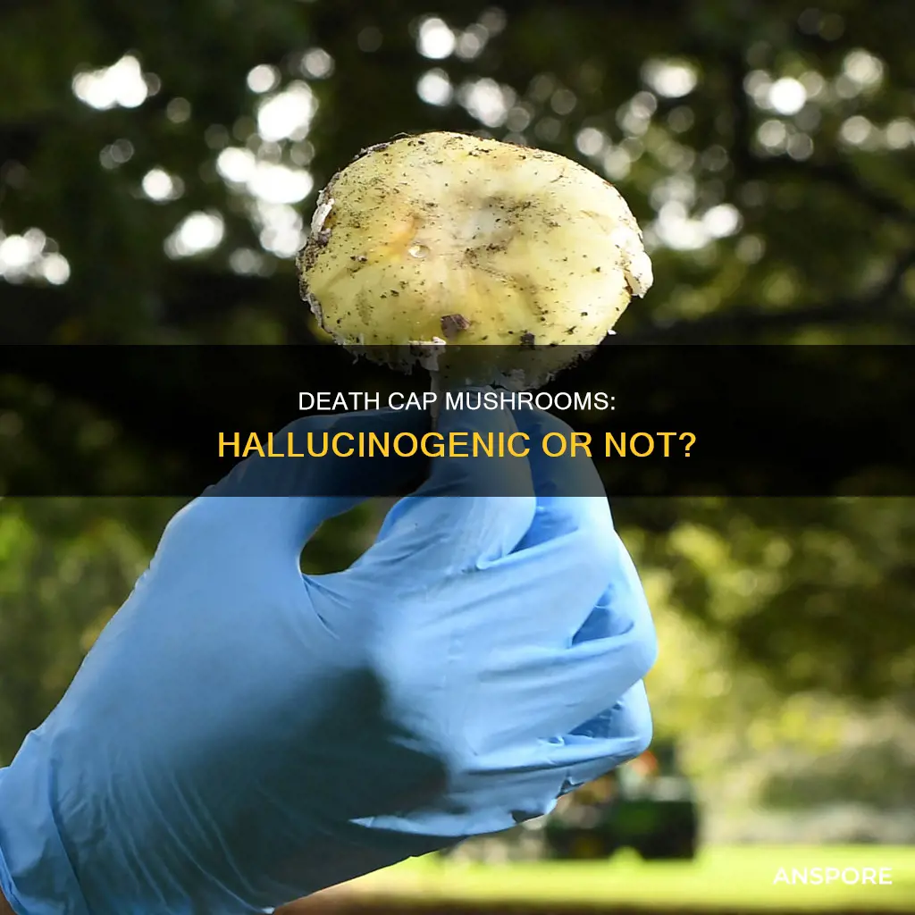 are death cap mushrooms hallucinogenic