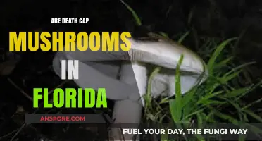 Death Cap Mushrooms in Florida: Risks, Identification, and Safety Tips
