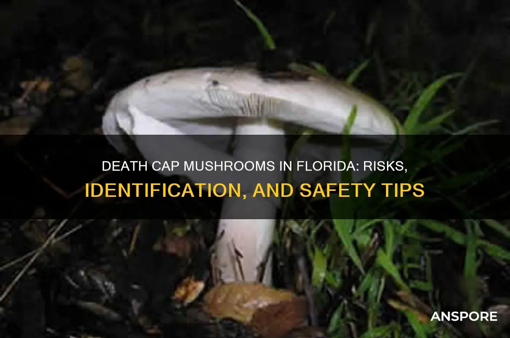 are death cap mushrooms in florida