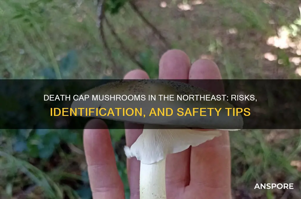 are death cap mushrooms in the northeast
