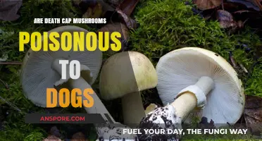 Death Cap Mushrooms: Are They Deadly Poison for Dogs?